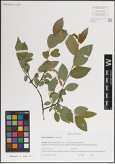 Foto von Salix kazbekensis A. K. Skvortsov